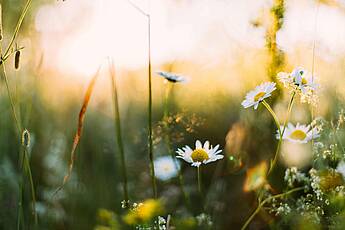 Blumen, Natur, Sujet