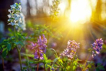 Frühling, Blumen