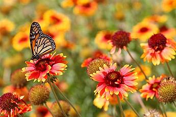 Frühling, Blumen, Schmetterling